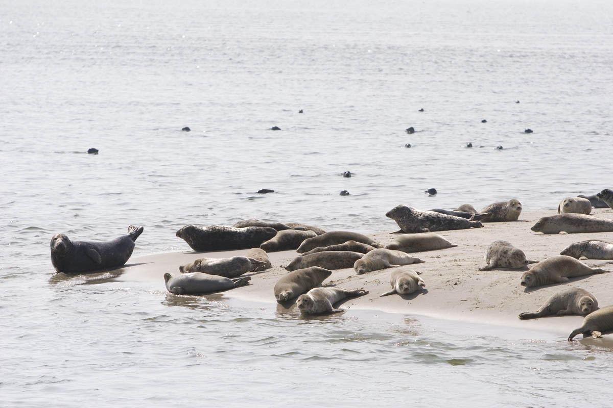 Seal safari - Vlieland